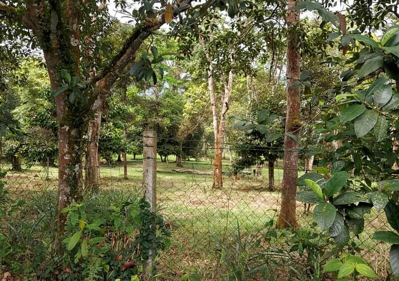 Sungai Lui