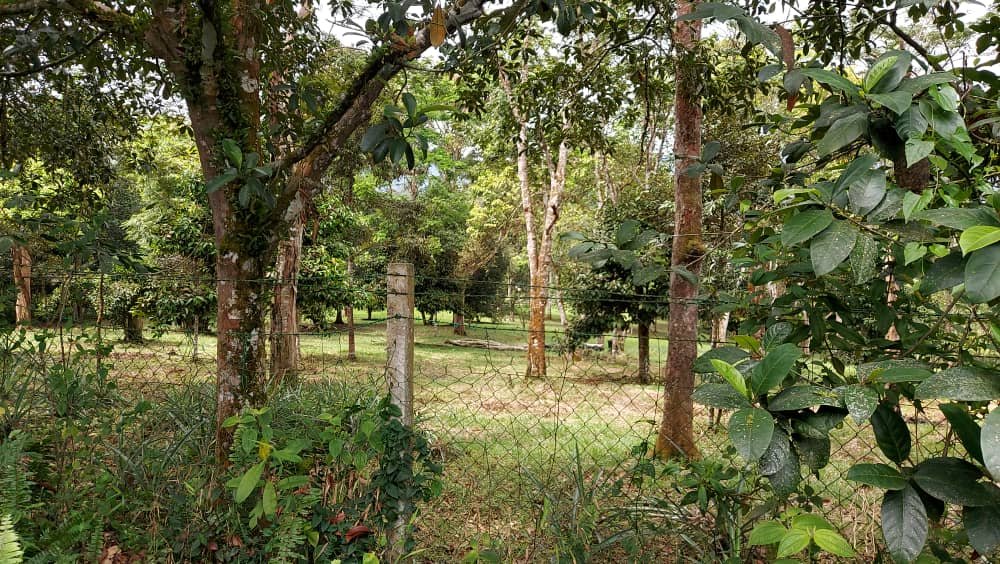 Sungai Lui